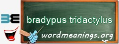 WordMeaning blackboard for bradypus tridactylus